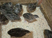 Jumbo Japanese quail for sale