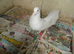 I HAVE SOME PIGEONS FOR SALE..