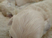Beautiful maltipoos