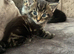 Beautiful kittens