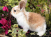 Lion head baby bunnies