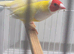 Gouldian finches for sale