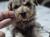 Beautiful Asian maltipoo puppies
