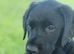 Black Labrador