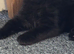Male kitten