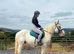 15HH RIDE AND DRIVE COB GELDING