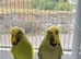 Young proven exhibition- olive/cinnamon pair