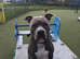 American bully needs new home