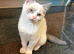4 stunning cats available