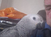 Baby African grey parrot Hand Reared from 2 weeks old