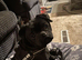 4 year old pug