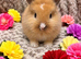 Adorable baby bunnies