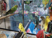 Beautiful baby budgies