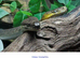Maclops pythons