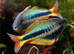 Tropical Community Fish, Strong Healthy & Home Brede From &pound;2