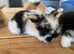 Mini lops babies