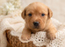 Kc Reg Labrador pups, Field Trial Champion Bloodlines