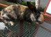 rabbits