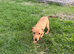 Jack Russel x Lakeland terrier