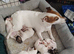 Jack russell puppies