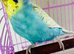 Spangle male