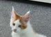 Maine coon kittens