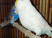 Budgies