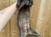 Black self hybrid 1 year hob