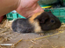 3 baby sows
