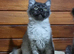 Pedigree Maine Coon Kittens for sale