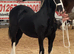 STRIKING WELSH COB COLT