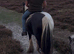 Bombproof Ride & Drive Mare