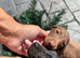 Dachshund puppies ready to leave their mother