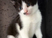 Kittens for forever home