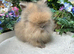 Stunning Lionhead Babys