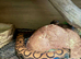 Proven female Brazilian rainbow boa female