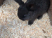 BABY MINI LOPS RABBITS