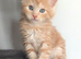 Maine Coon Kittens READY NOW