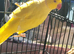 Yellow male lutina ring nick with cag