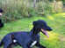 Lurcher Stud Available