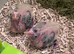 Adorable hand reared cockatiels