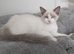 RAGDOLLS GIRL BICOLOUR BLUE EYES READY NOW!
