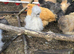 USA silkies