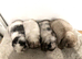 Bonded neutered mini lops &pound;100-&pound;200