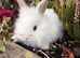 Lion head baby bunnies