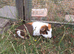4 male guinea pigs for sale