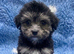 Beautiful, tiny boys available