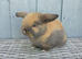 Beautiful baby mini lop