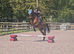 Super allrounder gelding 16.2hh