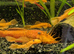 Super red BN pleco breeding pair